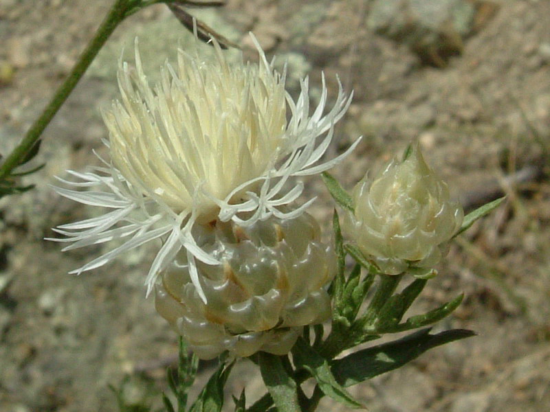 Centaurea deusta, apocromia